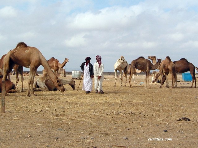 camels_merchants.jpg