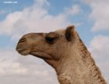 camel_head.html