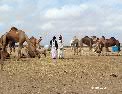 camels_merchants.html