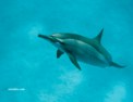 dolphin.html