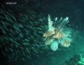pterois.html